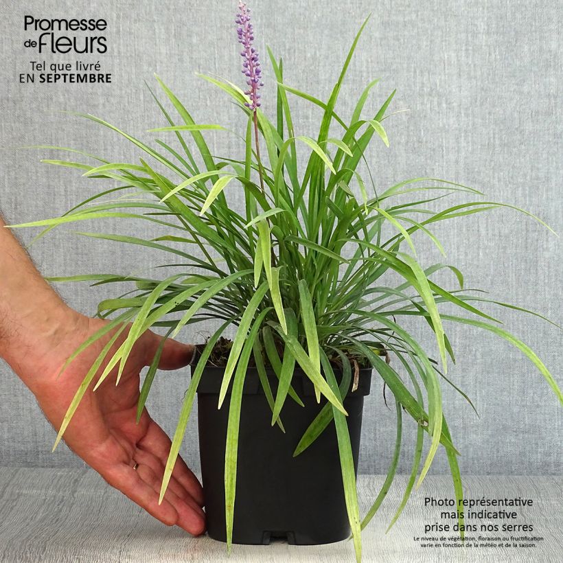 Spécimen de Liriope muscari Pot de 2L/3L tel que livré en été