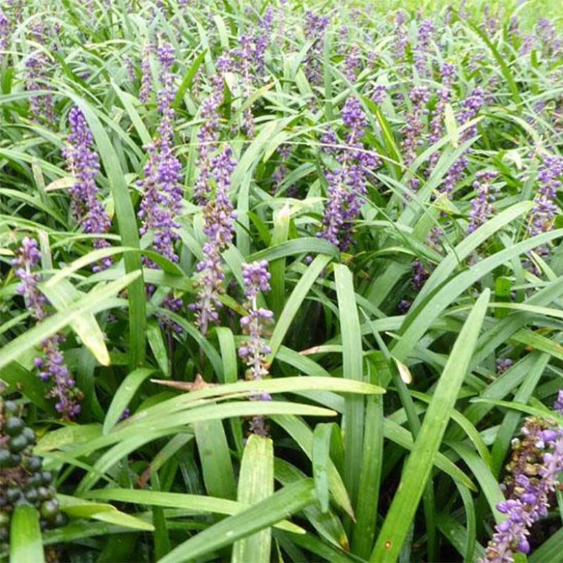 Liriope muscari Evergreen Giant (Floraison)