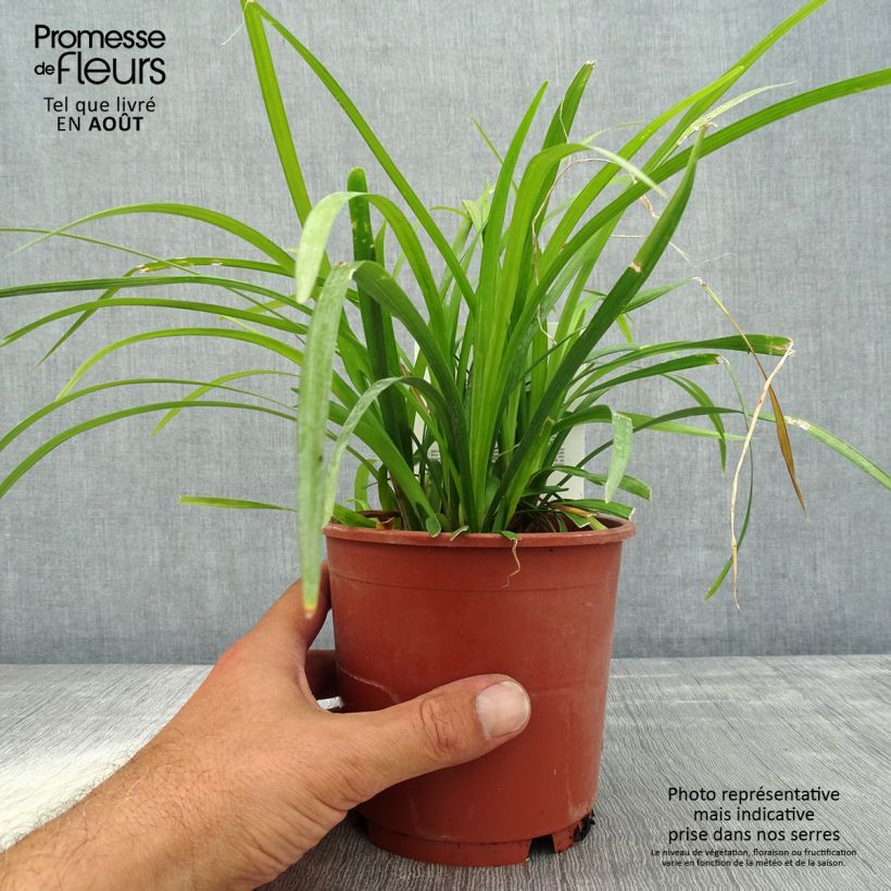 Spécimen de Liriope muscari Evergreen Giant Pot de 1L/1,5L tel que livré en été