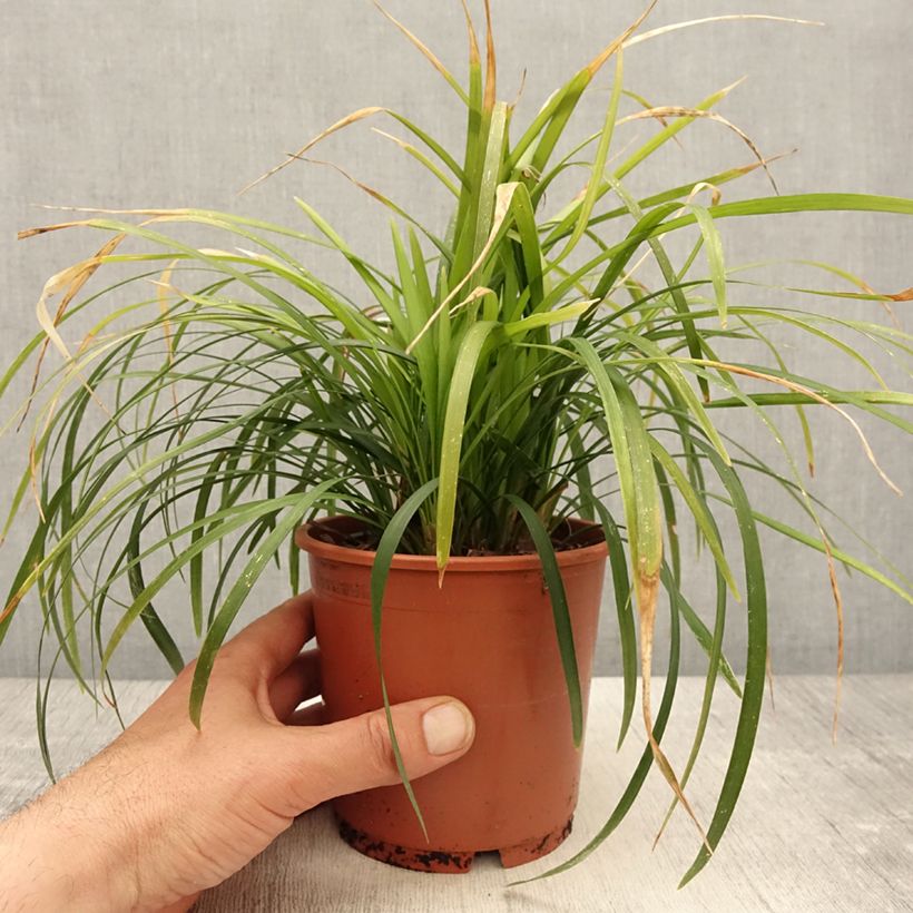 Spécimen de Liriope muscari Evergreen Giant en pot de 1L/1.5L tel que livré au printemps