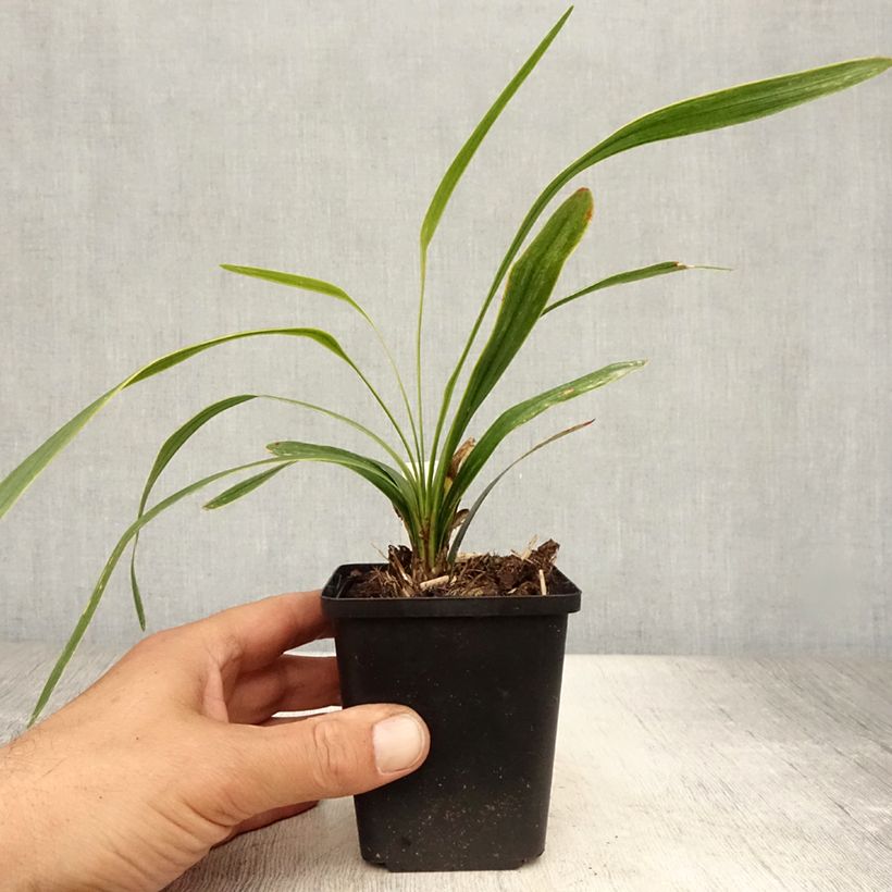 Spécimen de Liriope muscari Gold Banded Godet de 8/9 cm tel que livré en été