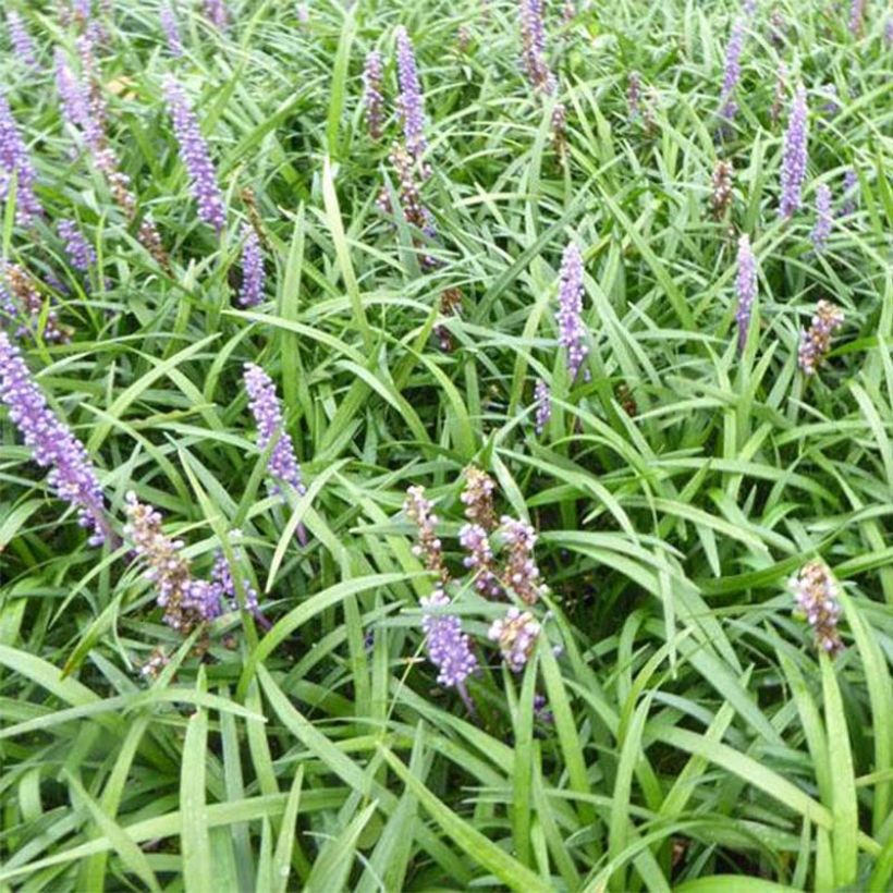 Liriope muscari Lilac Wonder (Feuillage)