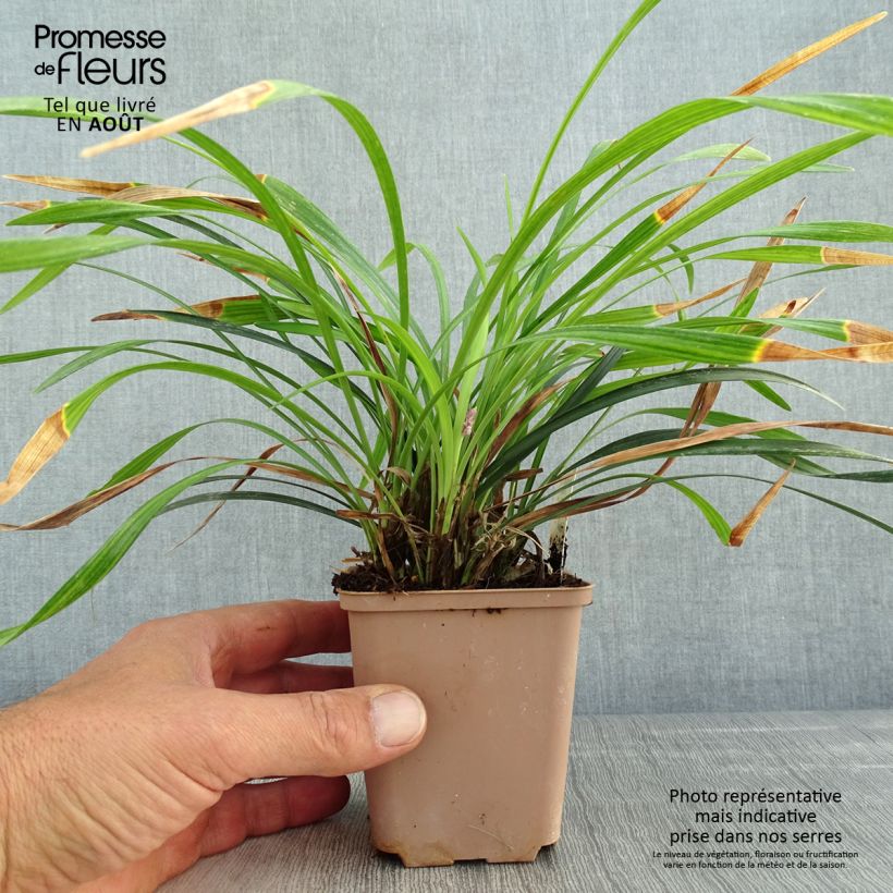 Spécimen de Liriope muscari Lilac Wonder Godet de 8/9 cm tel que livré en été