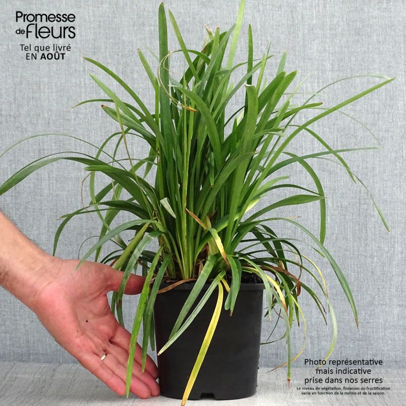 Spécimen de Liriope muscari Monroe White  tel que livré en ete