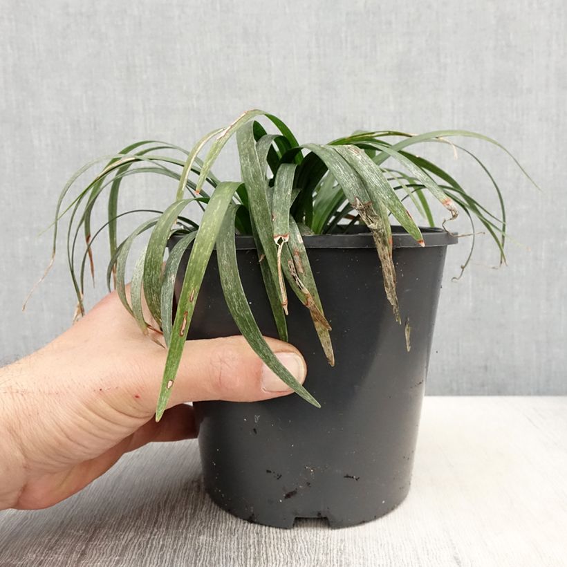 Spécimen de Liriope muscari Monroe White Pot de 2L/3L tel que livré au printemps