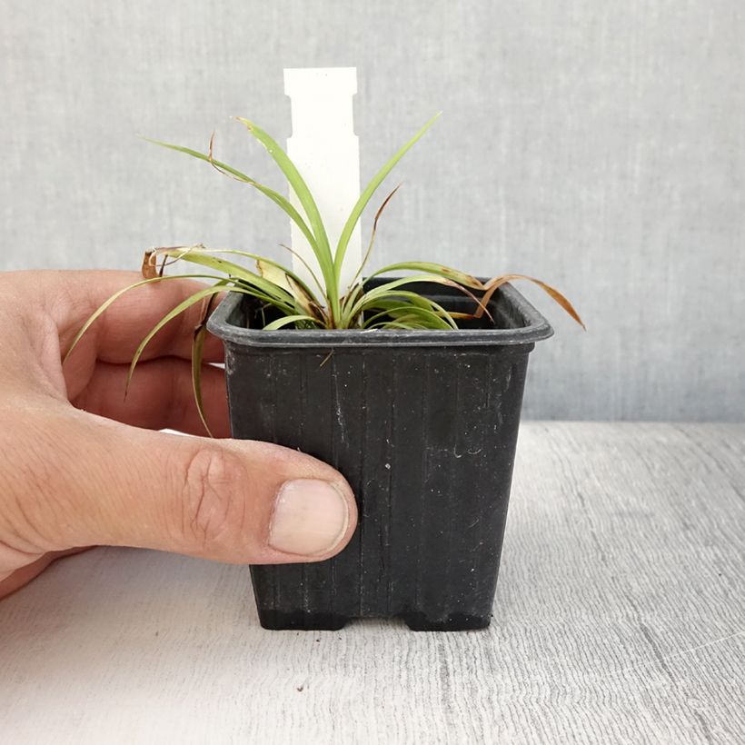 Spécimen de Liriope muscari Okina Godet de 8/9 cm tel que livré en été