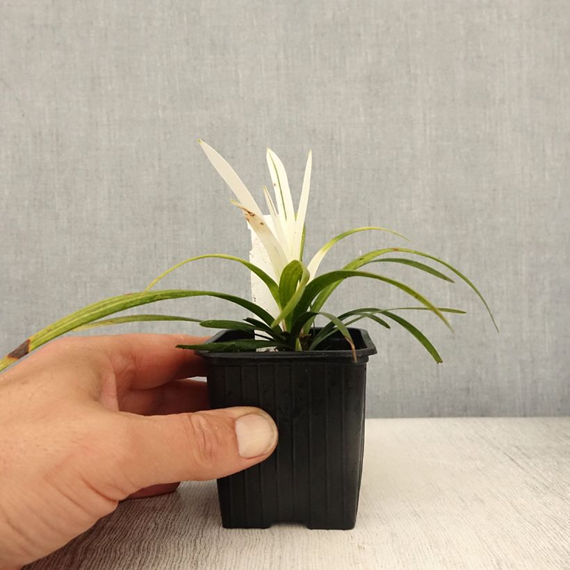 Spécimen de Liriope muscari Okina - Godet de 8/9 cm tel que livré au printemps