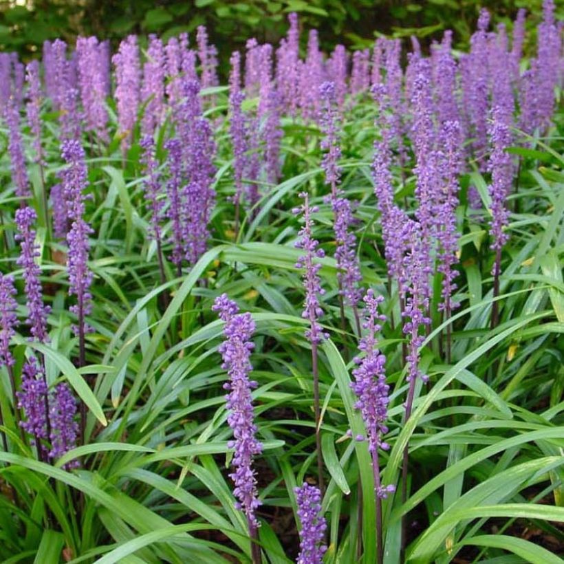 Liriope muscari Royal Purple (Floraison)