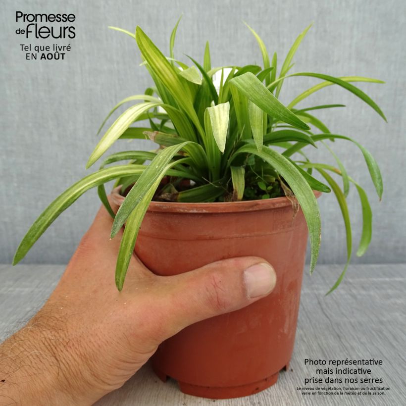 Spécimen de Liriope muscari Royal Purple Pot de 1L/1,5L tel que livré en été