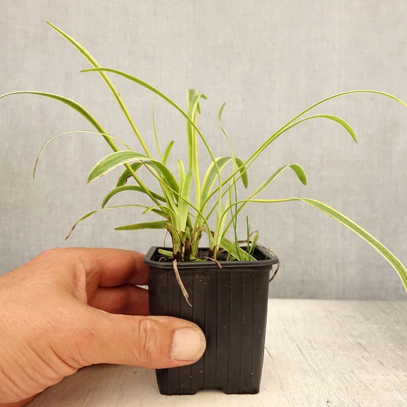 Spécimen de Liriope muscari Silvery Sunproof Godet de 8/9 cm tel que livré en été