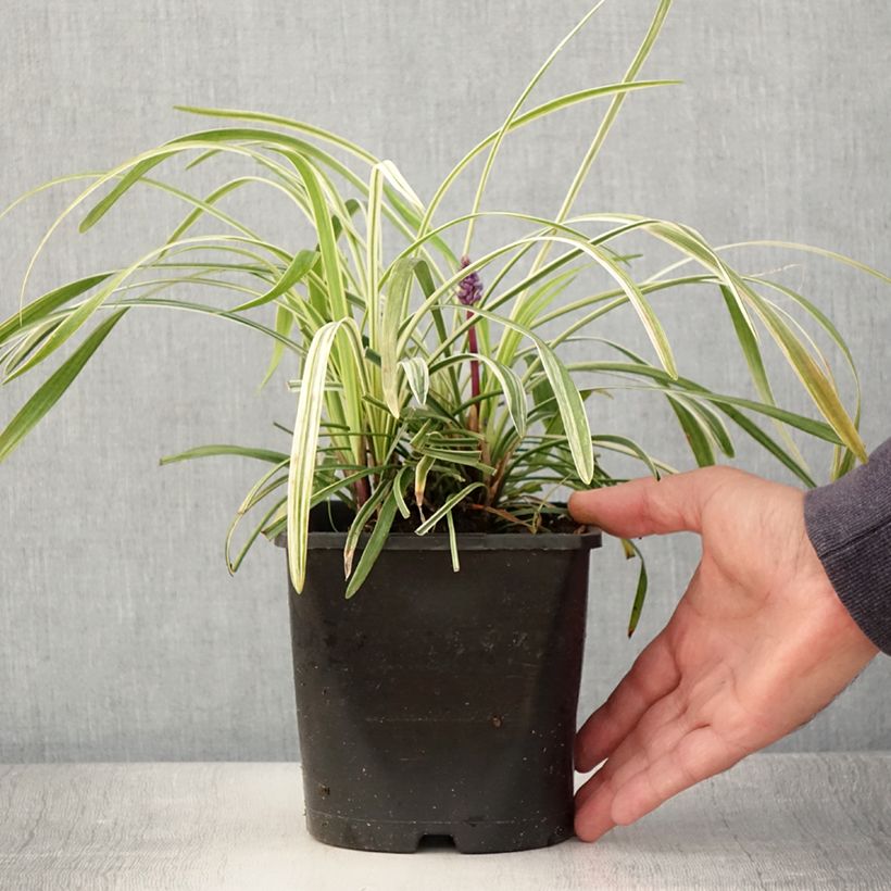 Spécimen de Liriope muscari Variegata - Pot de 2L/3L tel que livré en été