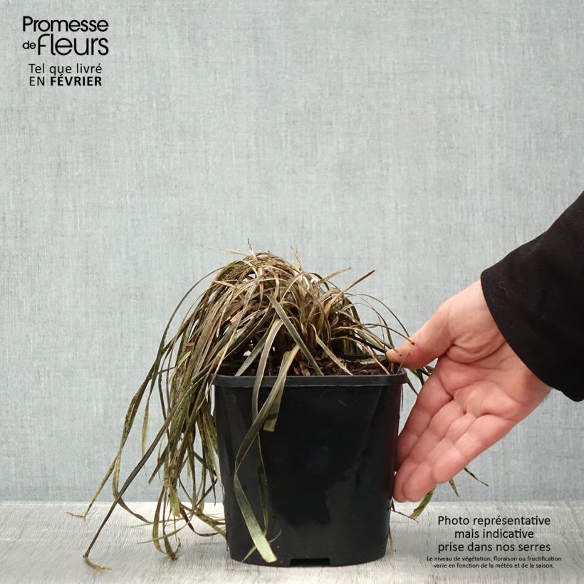 Spécimen de Liriope spicata Silver Dragon Pot de 2L/3L tel que livré en hiver