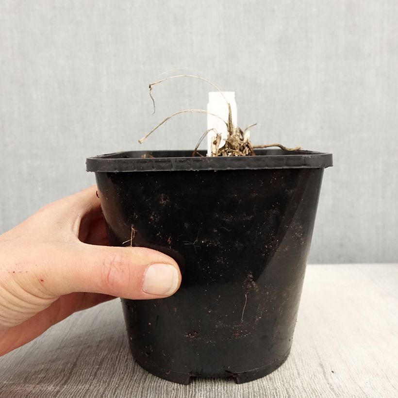 Spécimen de Liriope spicata Silver Dragon - Pot de 2L/3L tel que livré au printemps