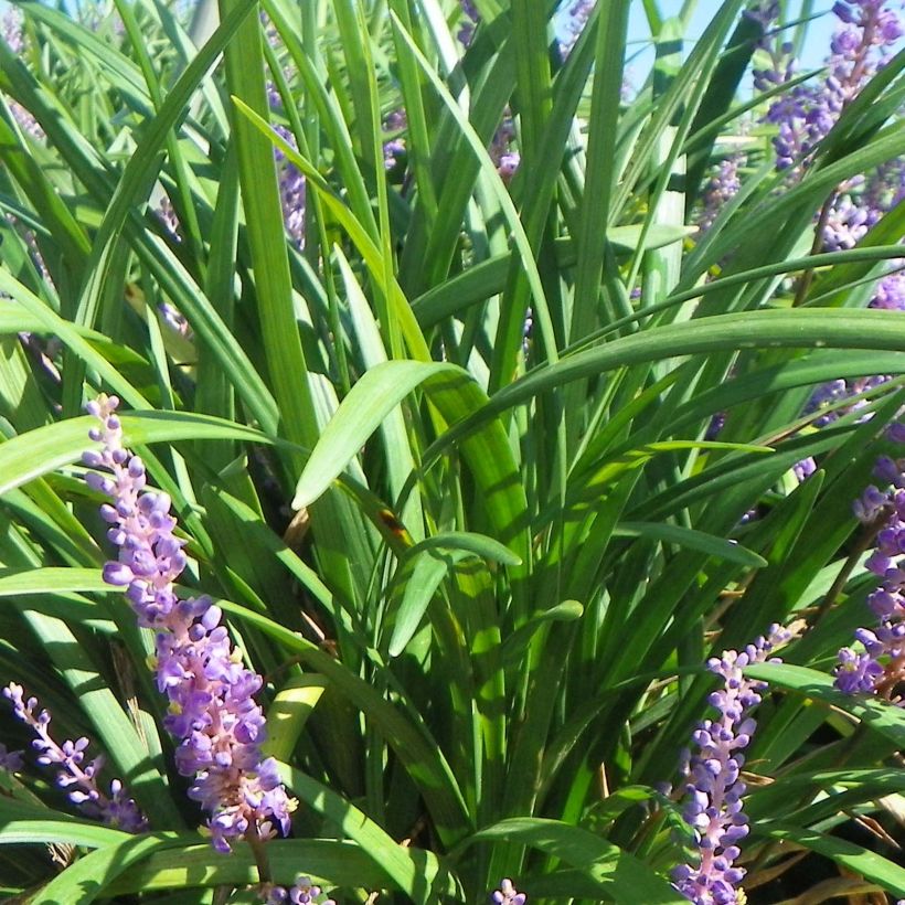 Liriope Super Blue (Feuillage)