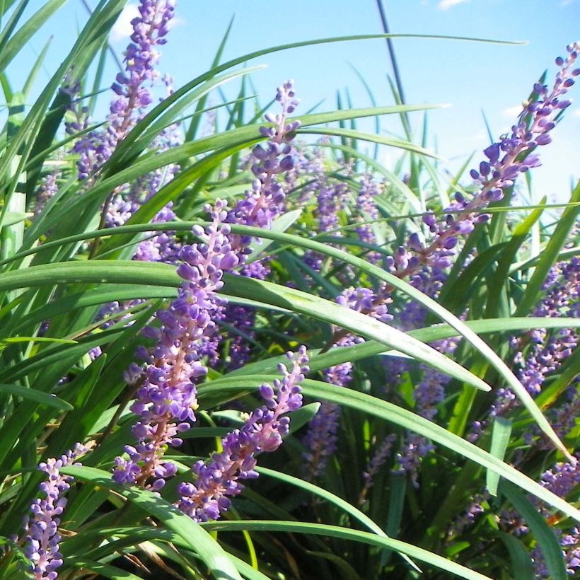 Liriope Super Blue (Floraison)