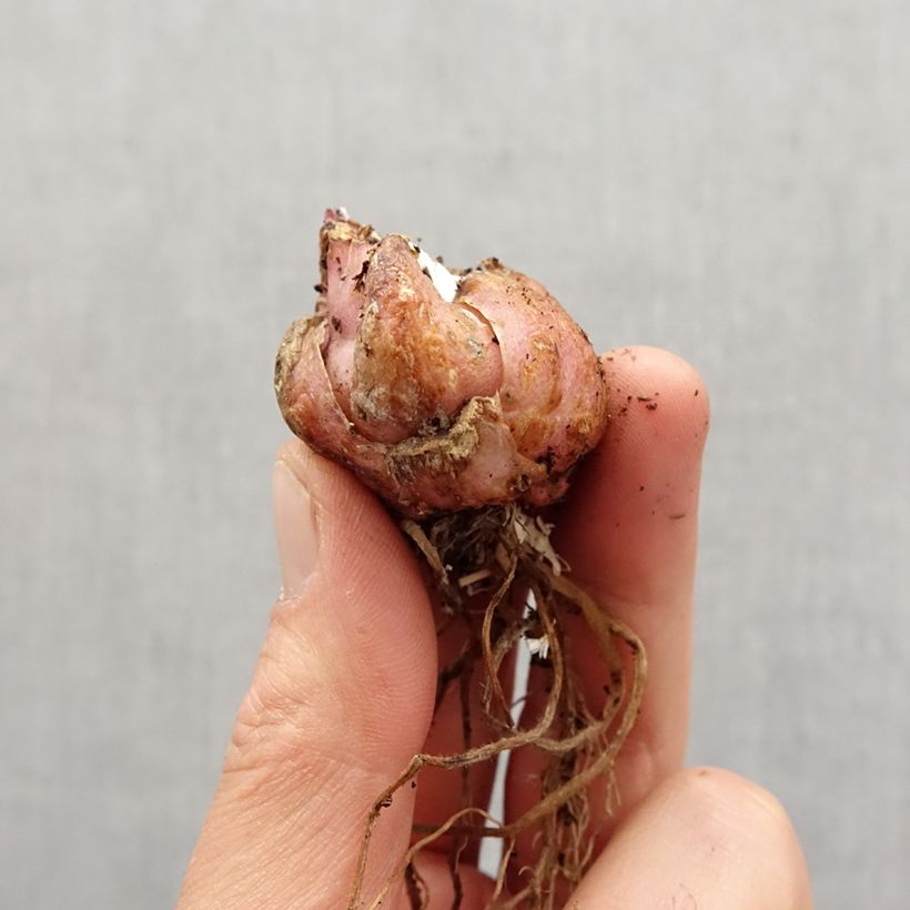 Spécimen de Lis hybride Corsage NA Bulbe calibre 16/18 tel que livré au printemps