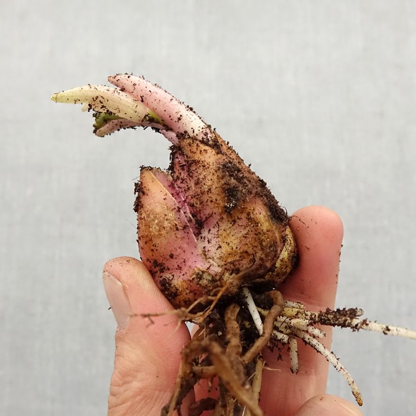 Spécimen de Lis hybride de martagon Peppard Gold tel que livré au printemps