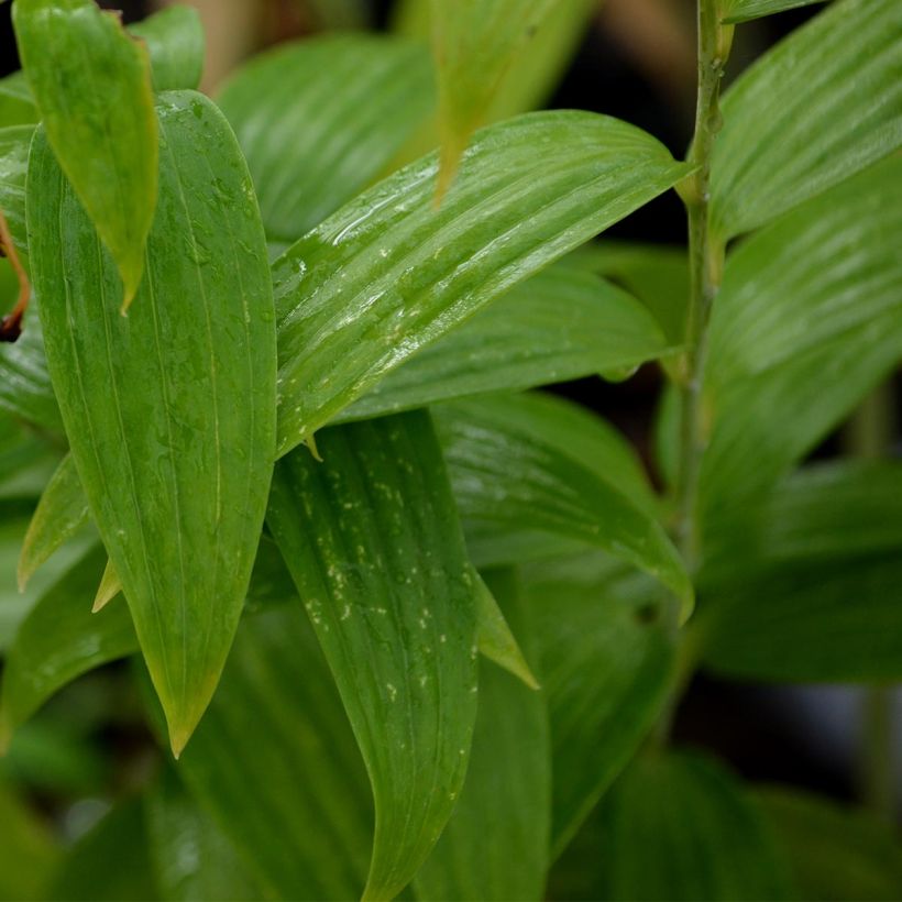 Lis oriental blanc - Lilium speciosum var. album (Feuillage)