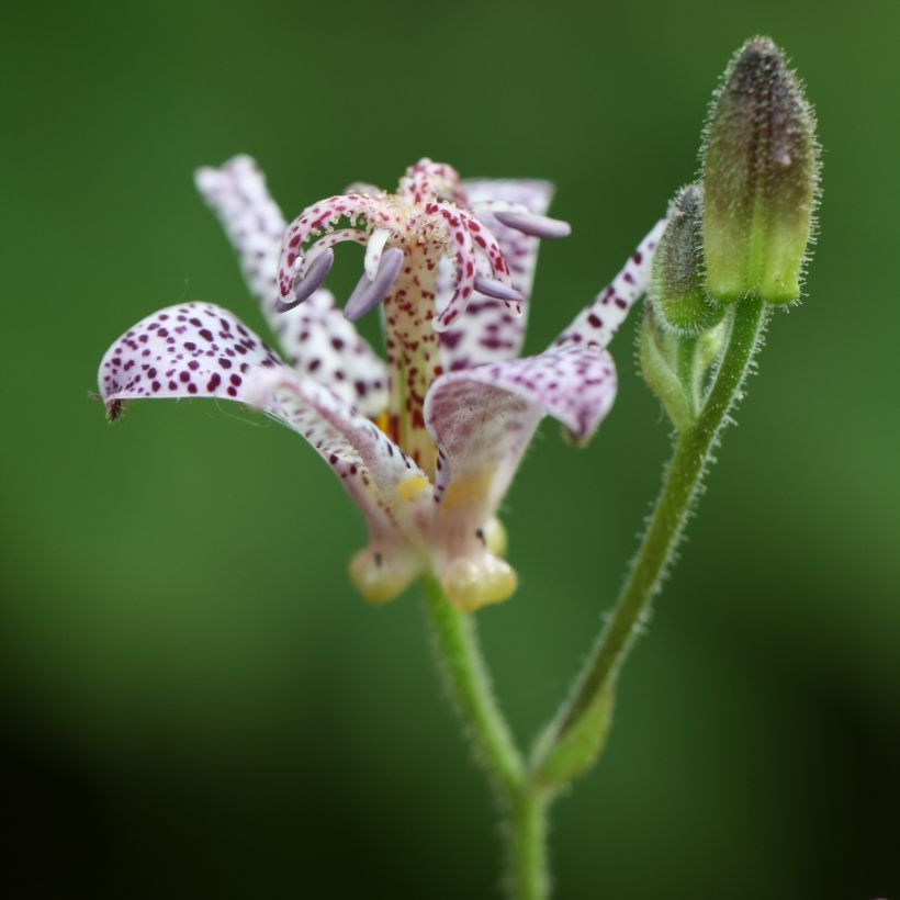 Lis Orchidée - Tricyrtis hirta, Lis crapaud (Floraison)