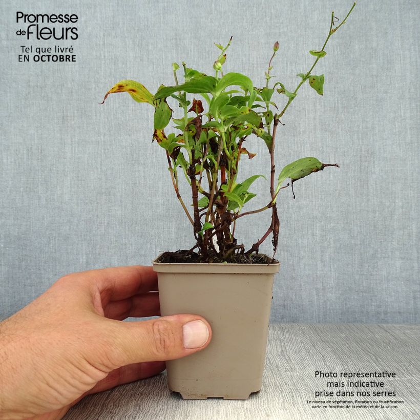 Spécimen de Lis Orchidée - Tricyrtis hirta Miyazaki Godet de 8/9 cm tel que livré en automne