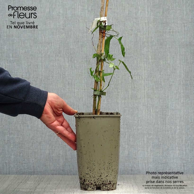 Spécimen de Liseron du Japon grimpant Flore Pleno - Calystegia hederacea Pot de 2L/3L tel que livré en automne
