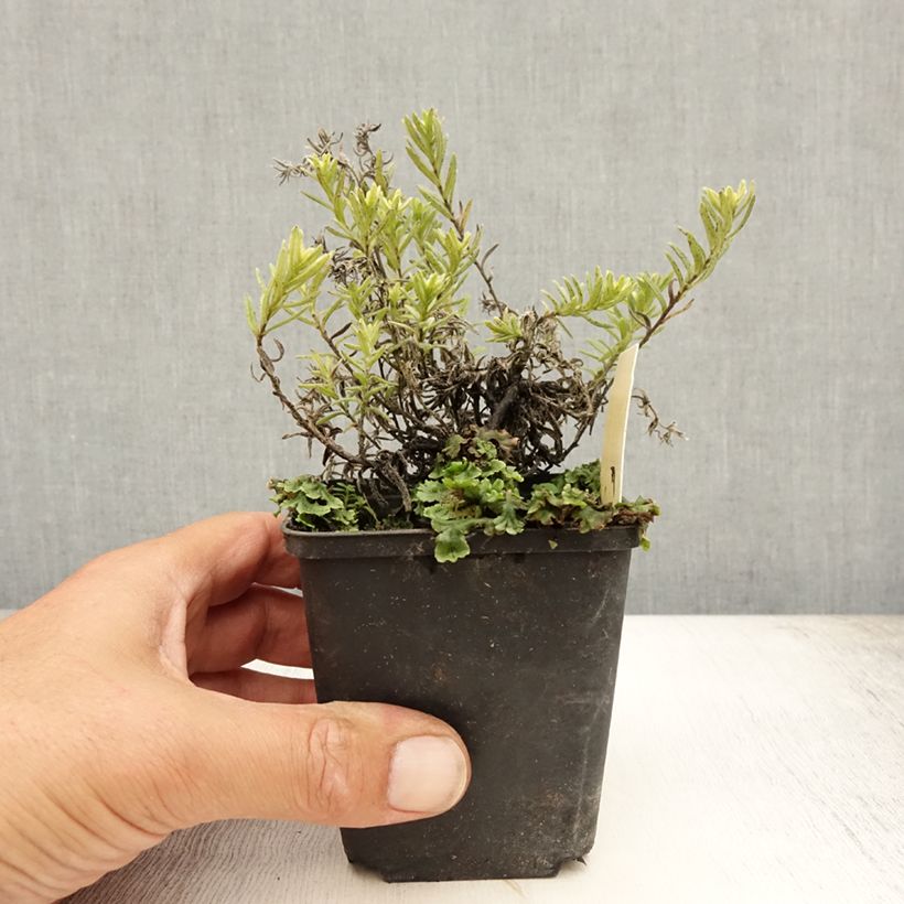 Spécimen de Lithodora diffusa Cambridge Blue - Grémil diffus Godet de 8/9 cm tel que livré en été
