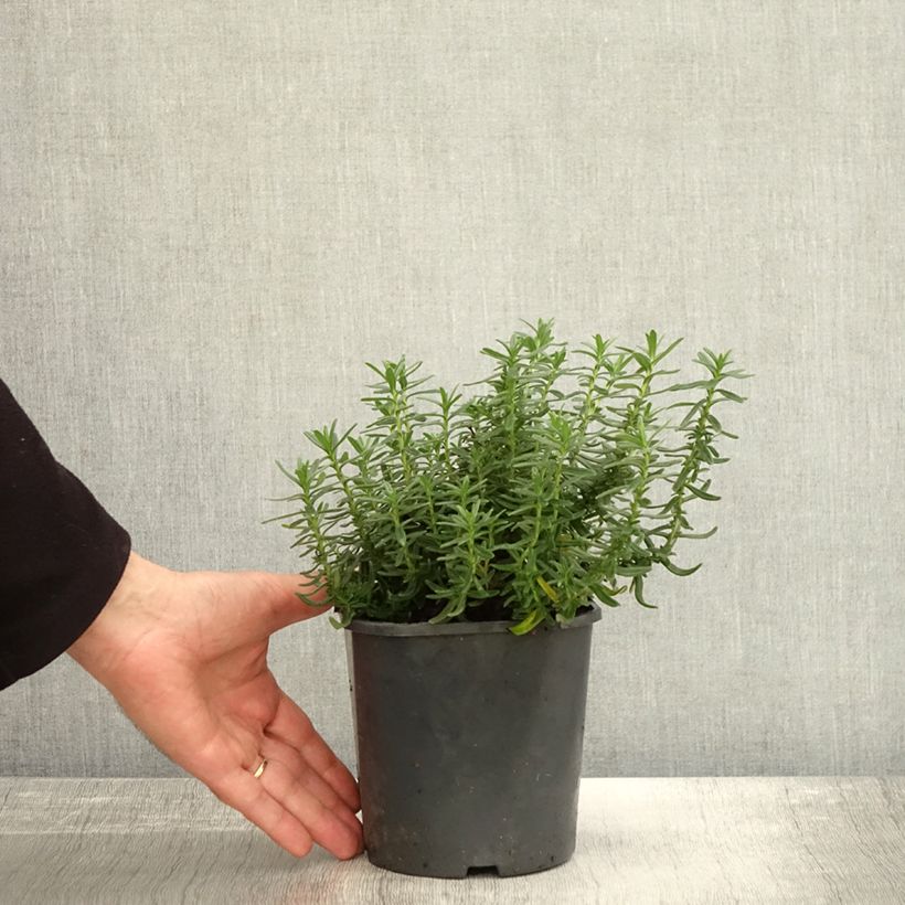 Spécimen de Lithodora diffusa Heavenly Blue - Grémil diffus Pot de 2L/3L tel que livré en automne