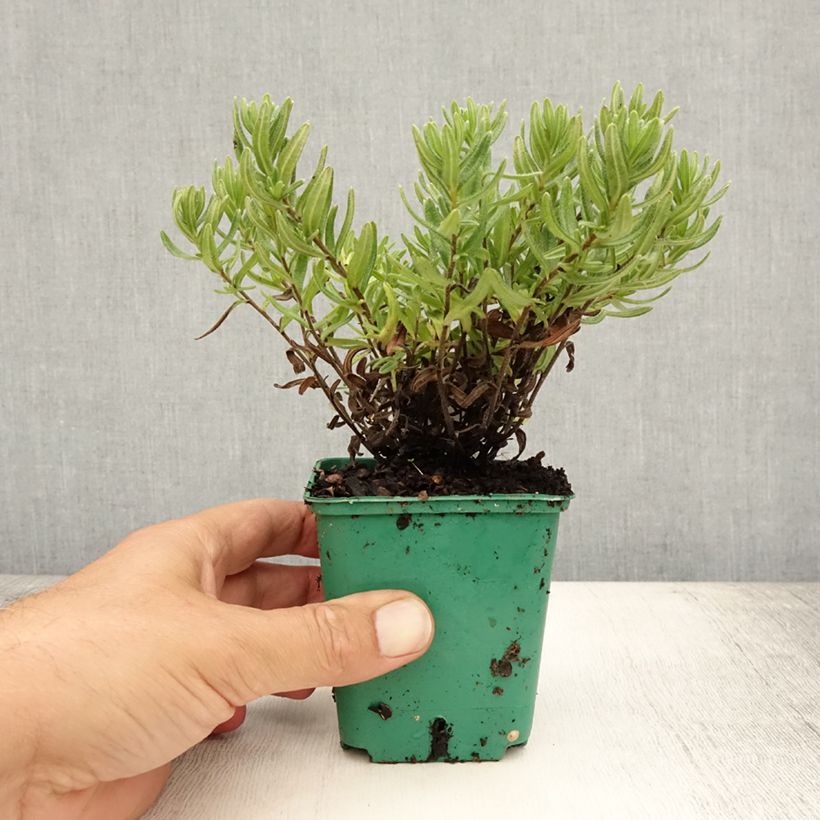 Spécimen de Lithodora diffusa Heavenly Blue - Grémil diffus Godet de 8/9 cm tel que livré en été