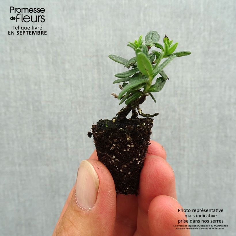Spécimen de Lithodora diffusa Heavenly Blue - Grémil diffus - Mini-motte Ø 3/4 cm tel que livré en automne