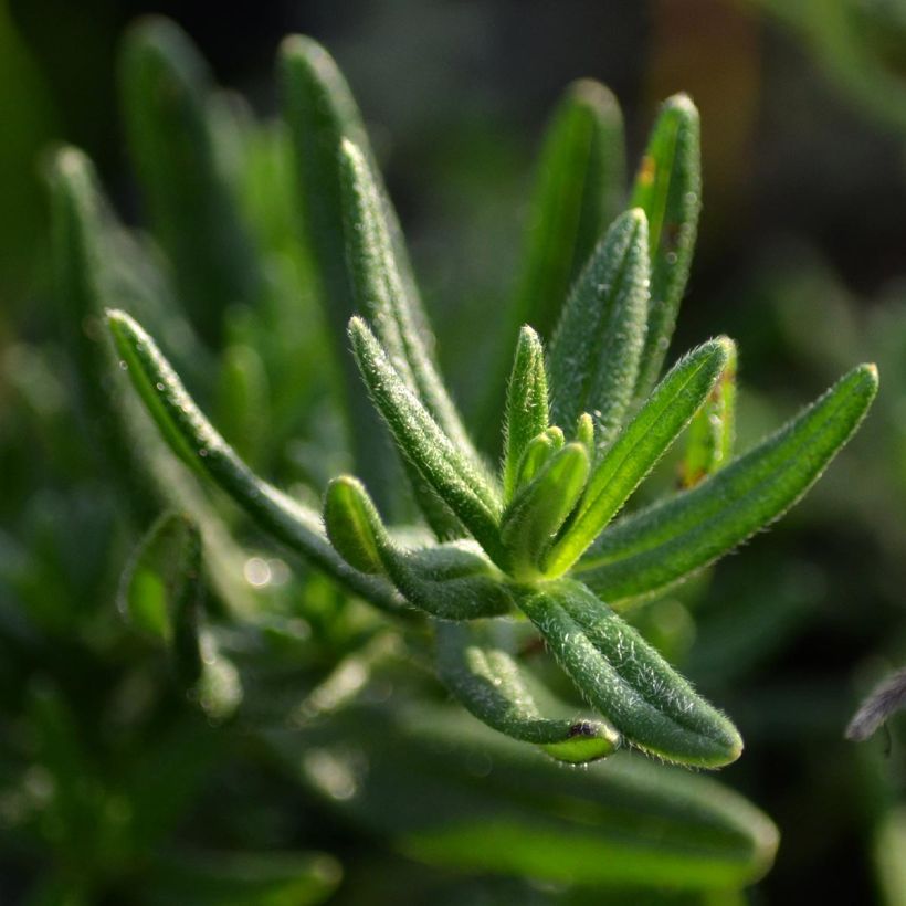 Lithodora diffusa Star - Grémil diffus (Feuillage)