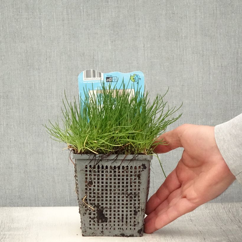 Spécimen de Litorella uniflora - Littorelle à une fleur Pot de 1L/1,5L tel que livré en été