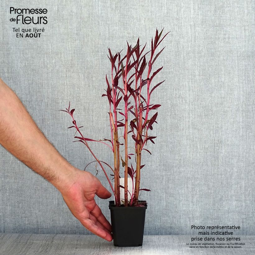 Example of Lobelia cardinalis - Lobélie cardinale as you get in ete