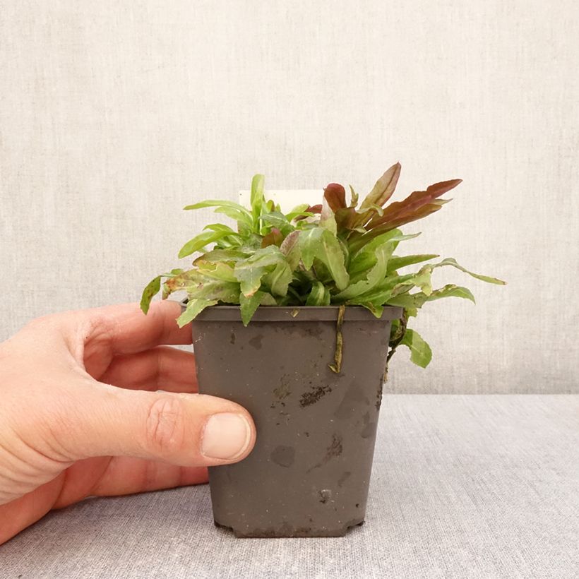 Spécimen de Lobelia cardinalis - Lobélie cardinale - Godet de 8/9 cm tel que livré au printemps