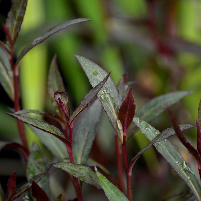 Lobelia fulgens Queen Victoria (Feuillage)