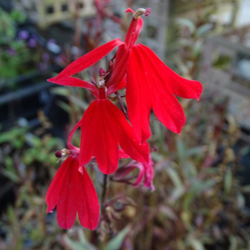 Lobelia fulgens Queen Victoria (Floraison)