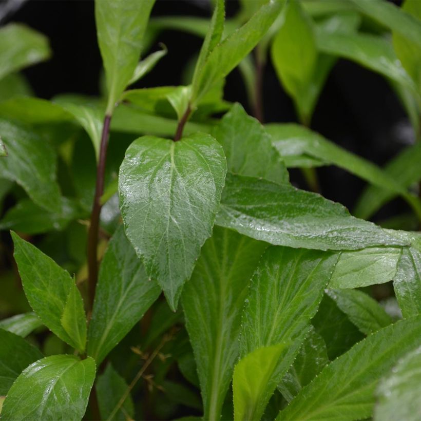 Lobelia Gerardii Vedrariensis (Feuillage)