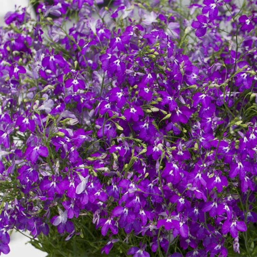 Lobélia Purple Star (Floraison)