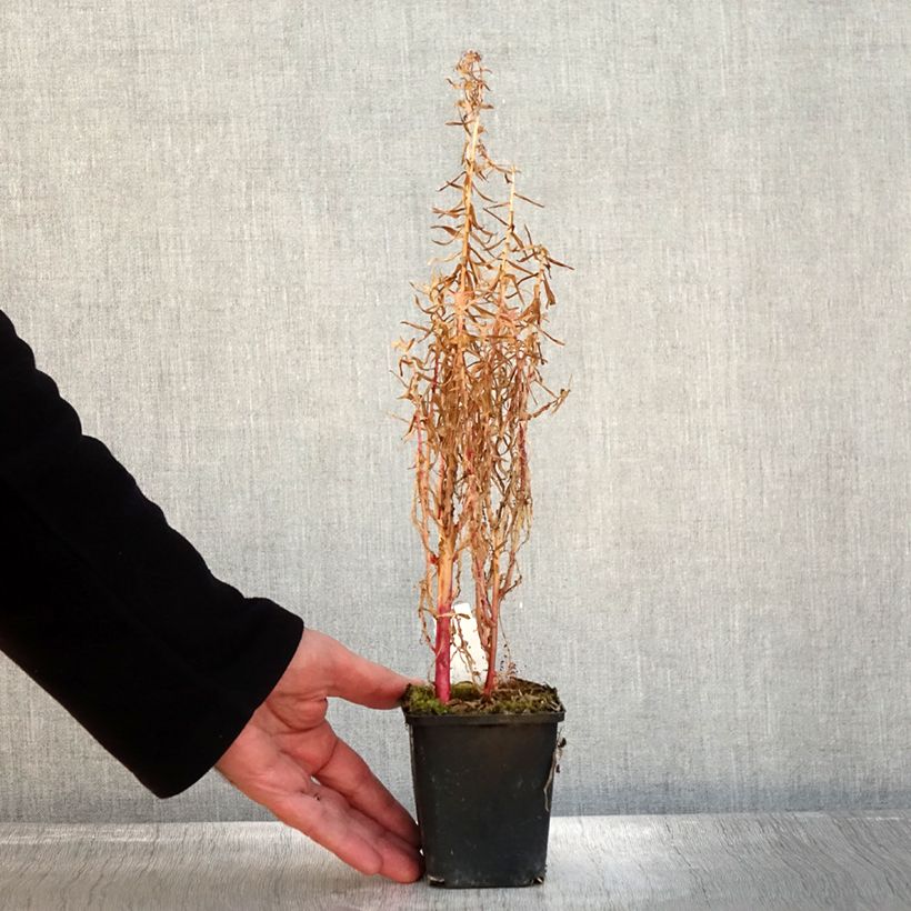 Spécimen de Lobelia sessilifolia Godet de 8/9 cm tel que livré en automne