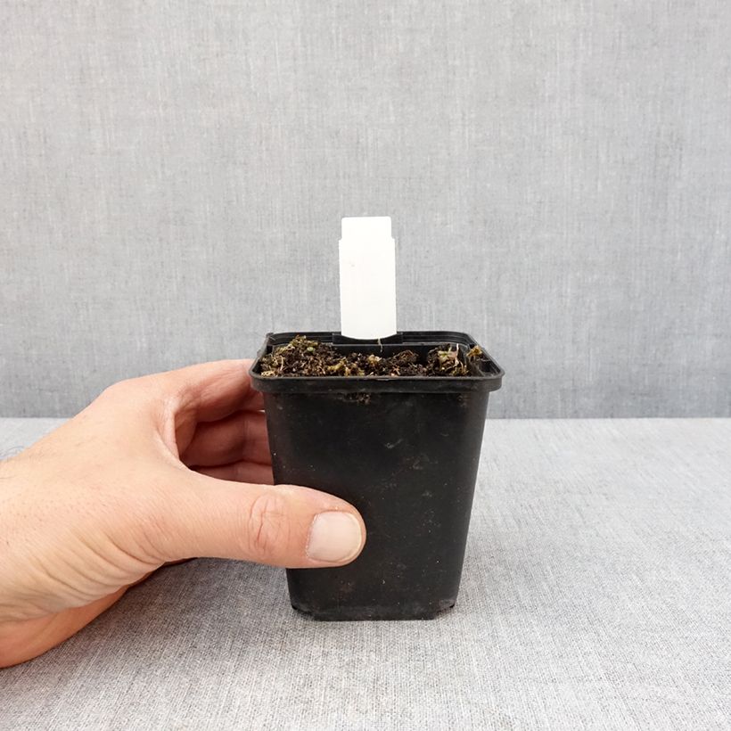 Spécimen de Lobelia sessilifolia Godet de 9cm tel que livré au printemps