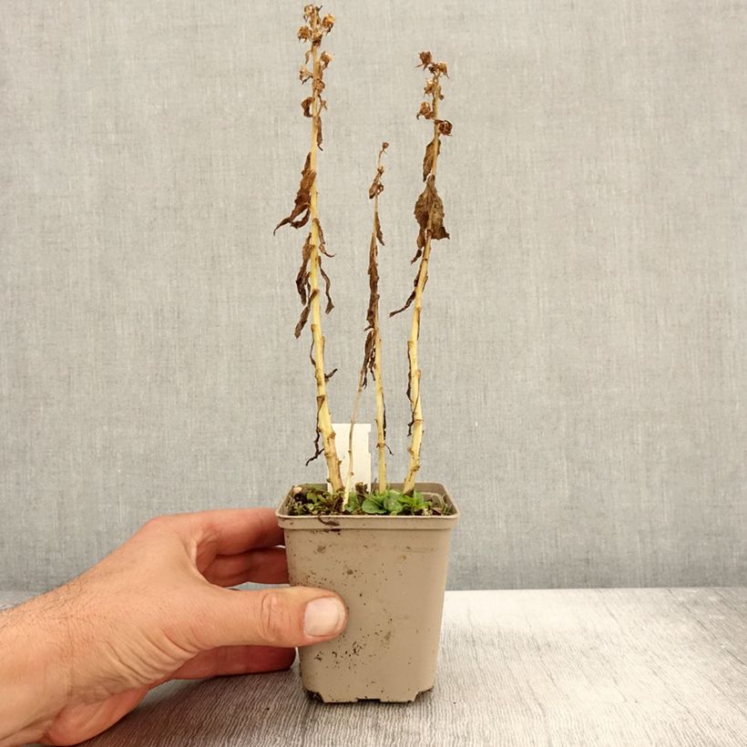 Spécimen de Lobelia siphilitica Alba Godet de 8/9 cm tel que livré en automne