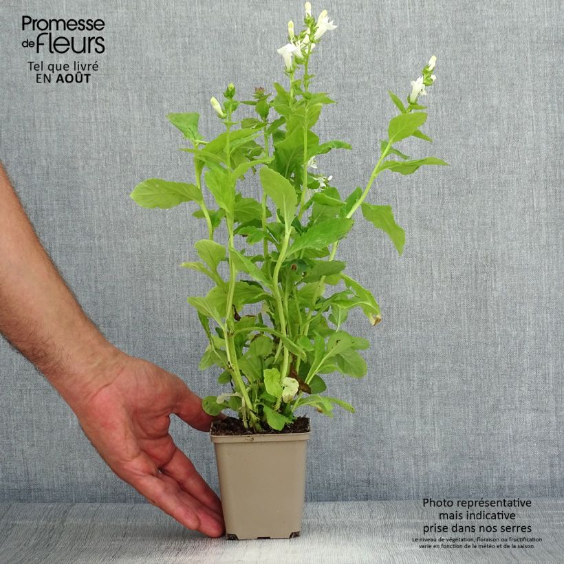 Spécimen de Lobelia siphilitica Alba Godet de 8/9 cm tel que livré en été