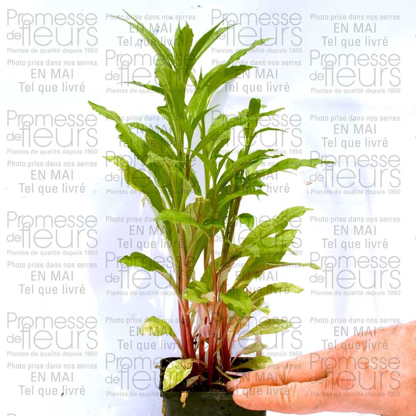 Exemple de spécimen de Lobelia speciosa Fan burgondy Godet de 9cm tel que livré
