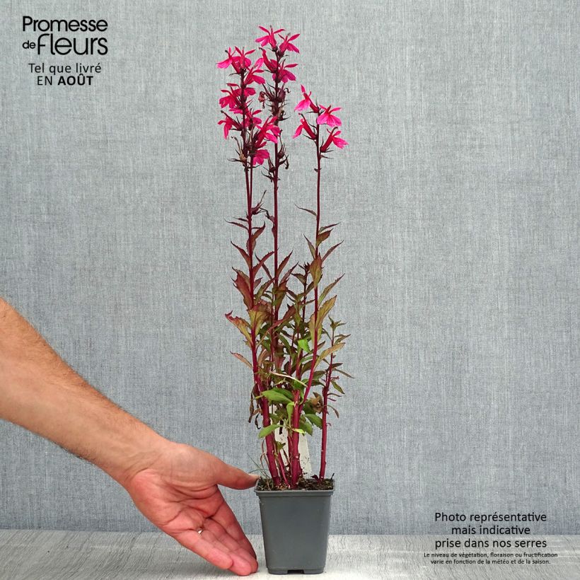 Spécimen de Lobelia speciosa Fan Salmon - Lobélie Godet de 8/9 cm tel que livré en été