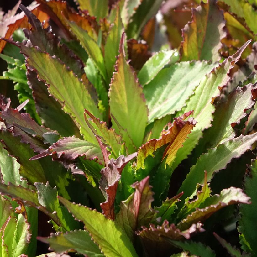 Lobelia speciosa Fan Salmon - Lobélie (Feuillage)