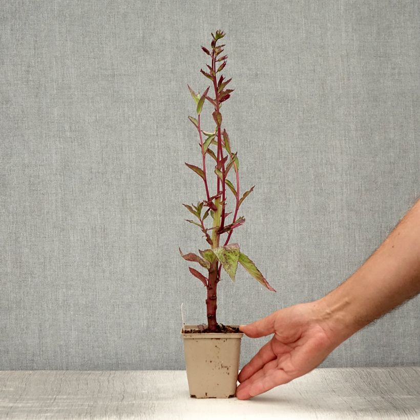 Spécimen de Lobelia speciosa Tania Godet de 7/8 cm tel que livré en été