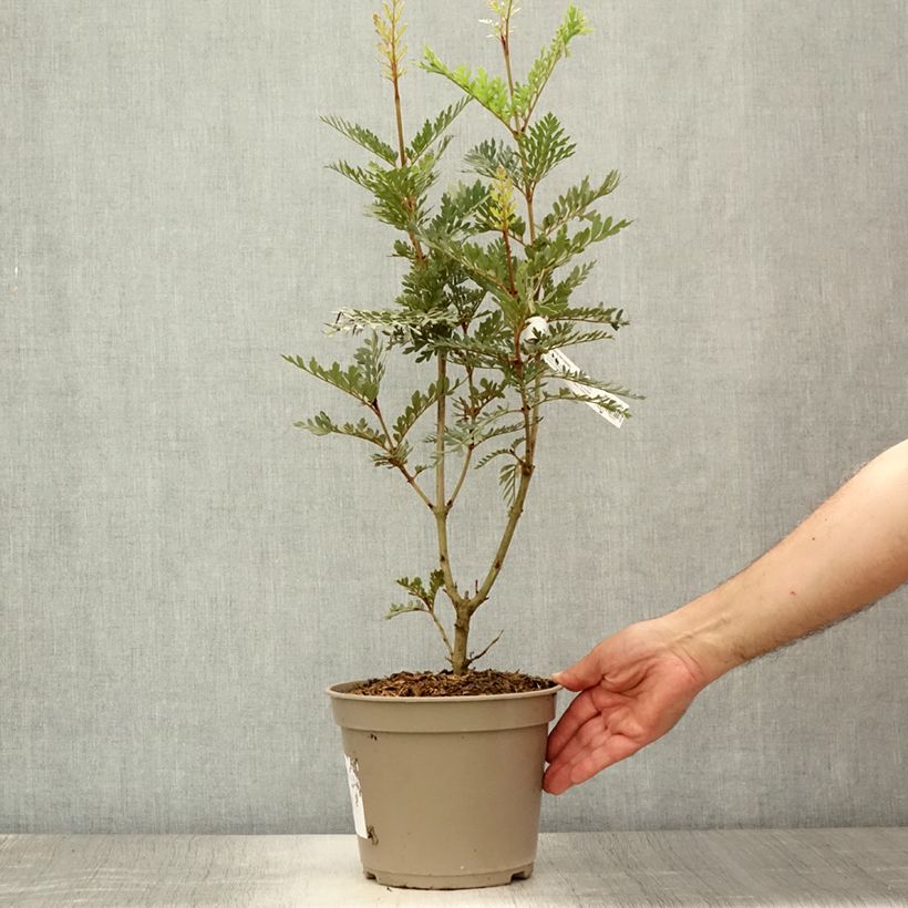 Spécimen de Lomatia ferruginea - Lomatie ferrugineuse Pot de 3L/4L tel que livré en été