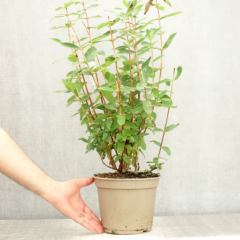 Spécimen de Lonicera caerulea Boreal Beauty - camérisier bleu Pot de 3L/4L tel que livré en été