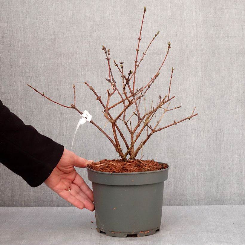 Spécimen de Lonicera caerulea caerulea var. kamtschatica  Zojka - Baie de mai Pot de 3L/4L, Touffe tel que livré en hiver