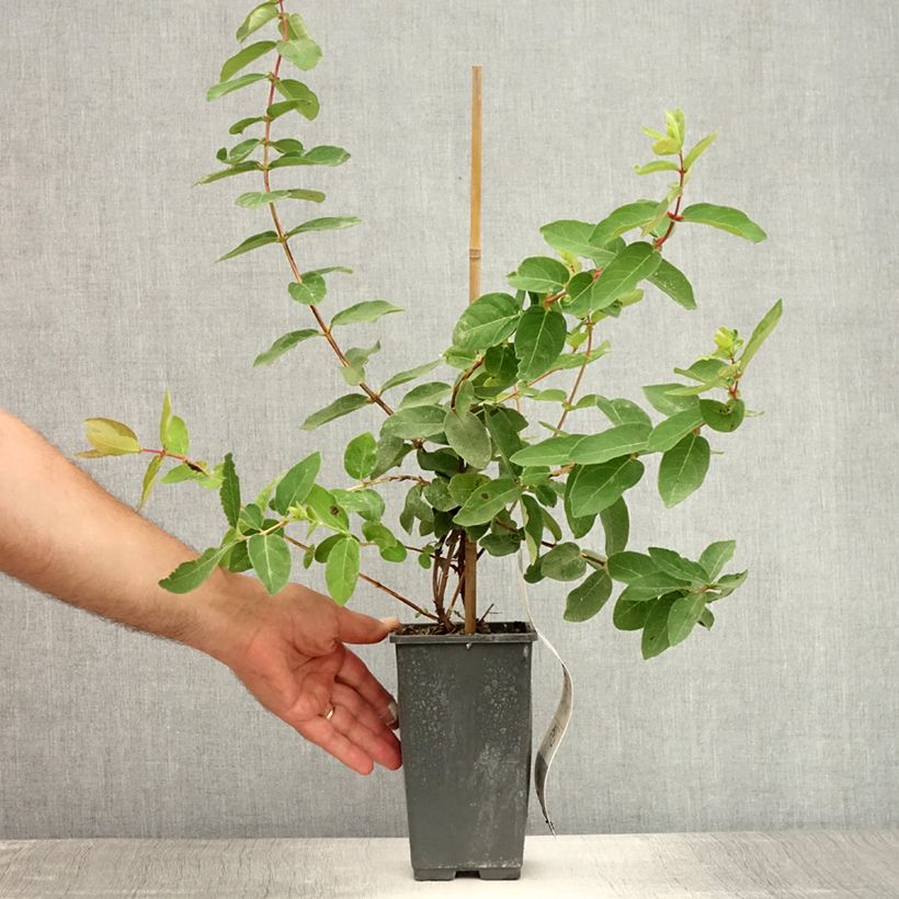 Spécimen de Lonicera caerulea ssp. kamtchatica - Baie de mai Pot de 1,5L/2L tel que livré en été