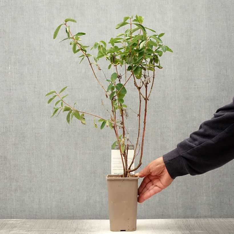 Spécimen de Lonicera caerulea var. kamtschatica Altaj - Baie de mai Pot de 1,5L/2L, Buisson tel que livré en été